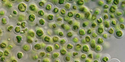 What is Marine Phytoplankton?