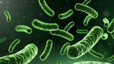 Unlocking the Secrets of Gut Health: The Role of Probiotics