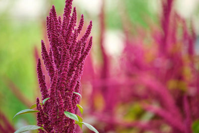 Ancient Beauty Meets Modern Science: How Amaranth Oil Transforms Skin Health Better Than Common “Skin Care” Products