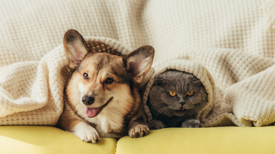 Perfect Press® Pets: Health Benefits for Our Furry Friends